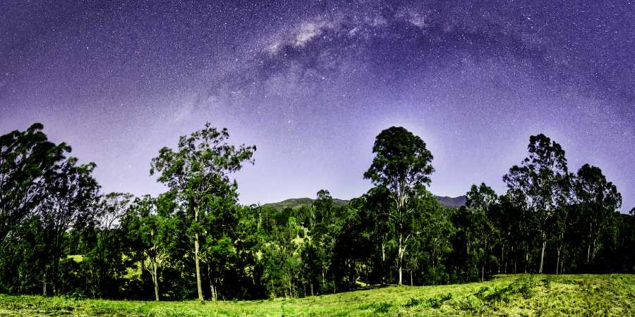 Australian Forest Image